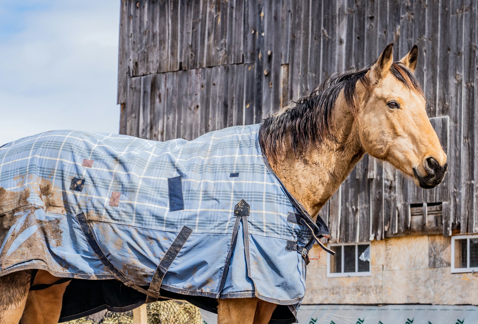 Reinigung und Service zum Waschen von Pferdedecken in Dresden